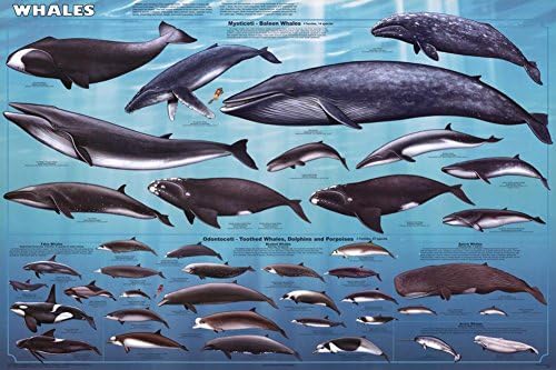 A bálnák Oktatási Poszter 36 x 24in